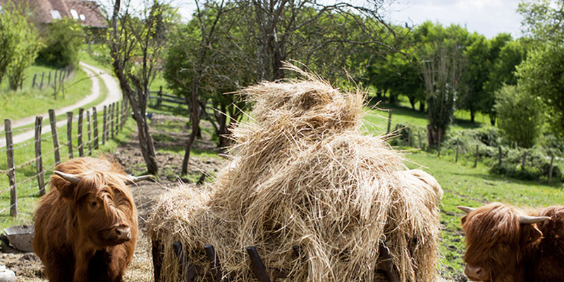 greenpeace crowdfunding