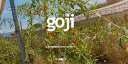 Bio Fattorie Toscane equity crowdfunding StarsUp