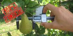 Perfrutto record overfunding equity crowdfunding su Mamacrowd