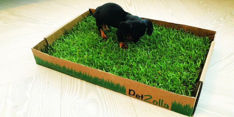 Petzolla equity crowdfunding su Crowdfundme