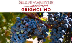 GroGrapes NFT per la viticoltura italiana