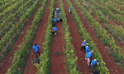 Tenuta Licupi equity crowdfunding su Mamacrowd