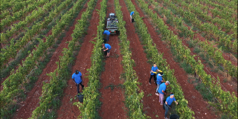Tenuta Licupi equity crowdfunding su Mamacrowd