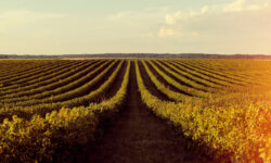 FoodSeed ha selezionato due startup agrifoodtech